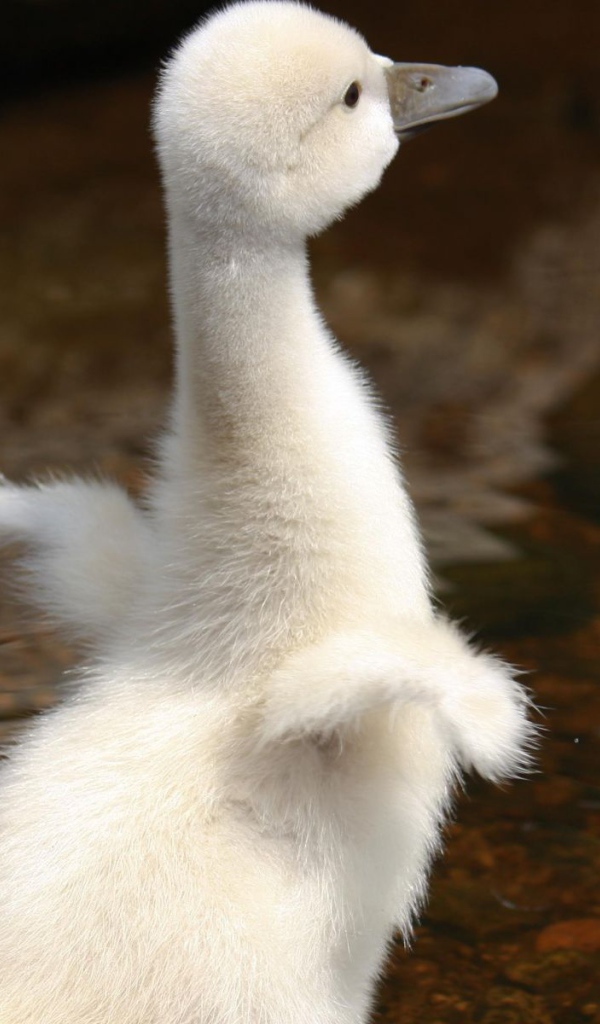 Молодой лебедь