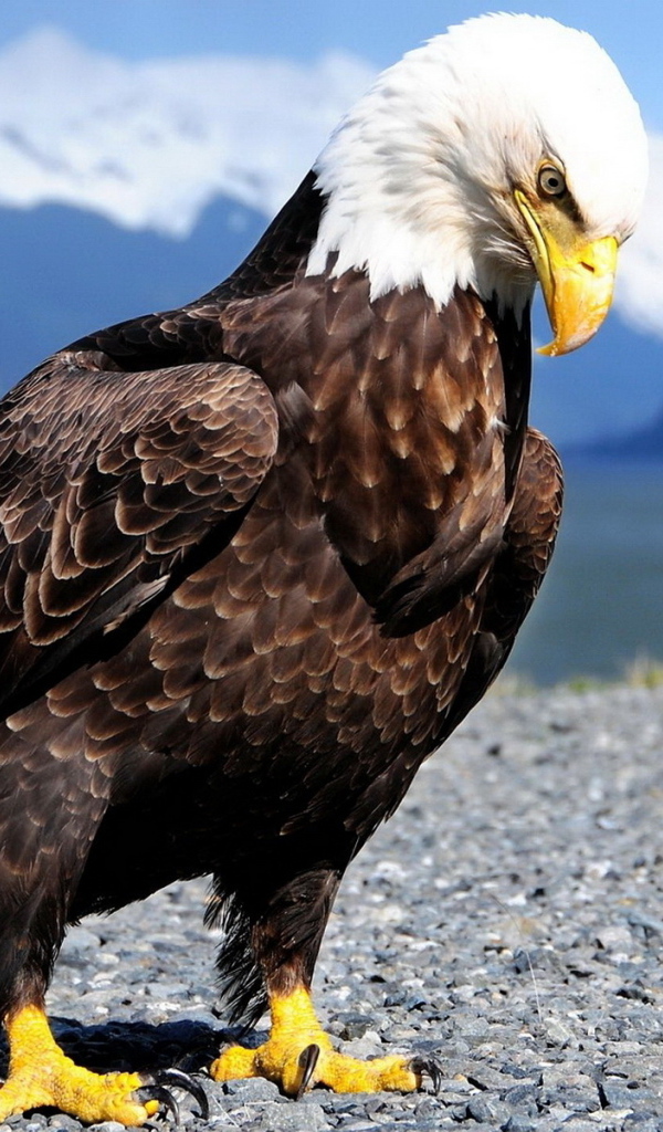 Белоголовый орлан