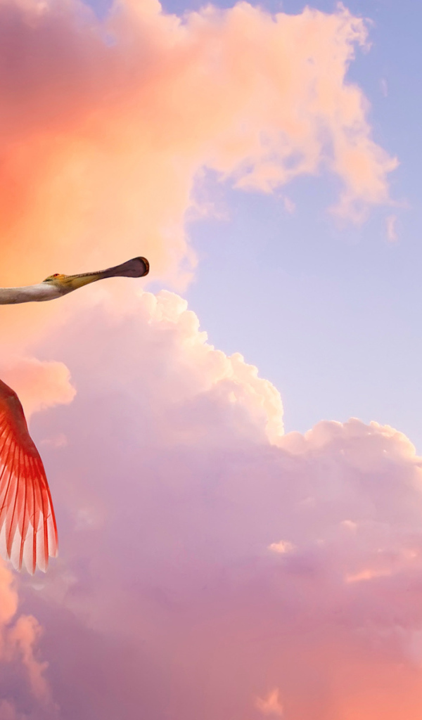 Красивое фото птицы