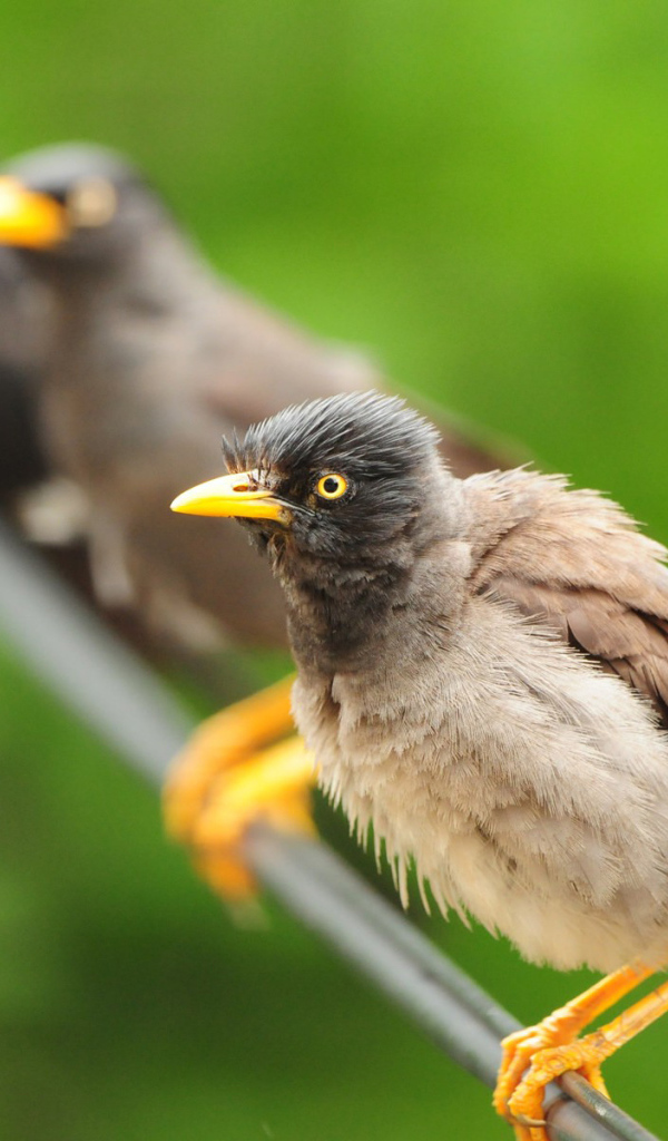 Птицы на проводе