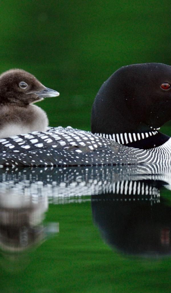 Птичка и птенец