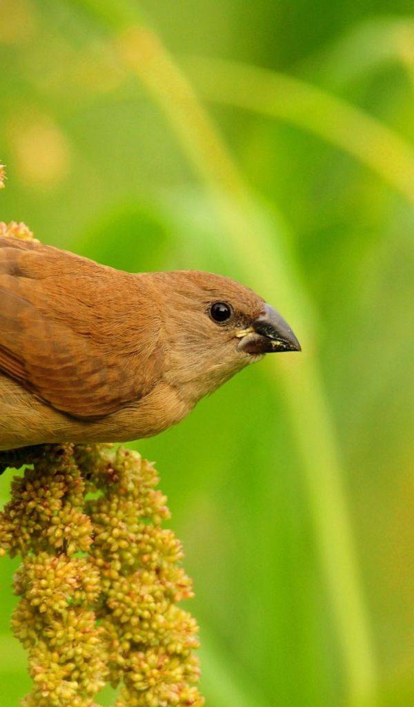 Птица среди травы