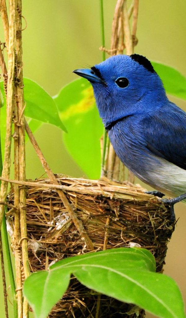 Птичка в гнезде