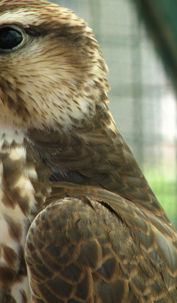 Хищная птица