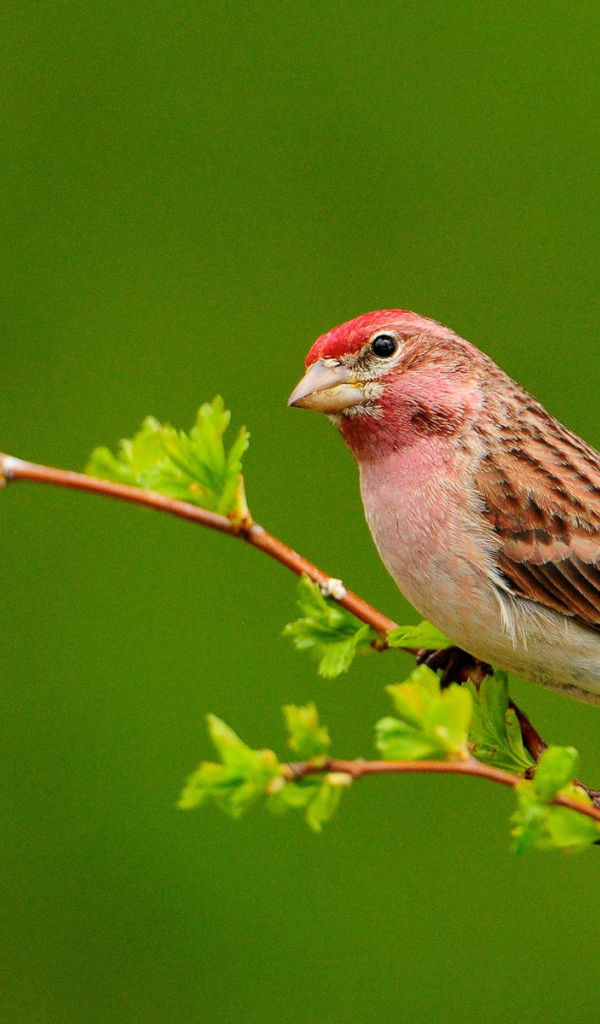 Птичка на ветке