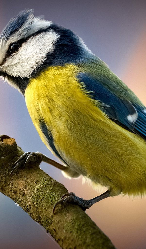 Птичка на ветке