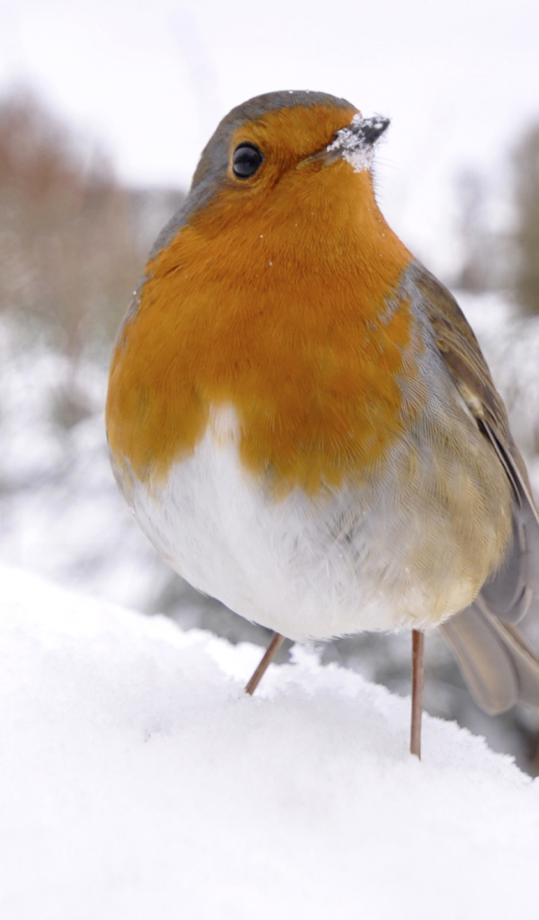 Птичка на снегу