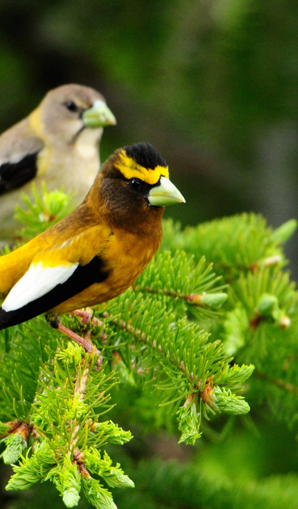 Птички на дереве