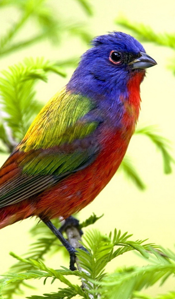 Яркая птица