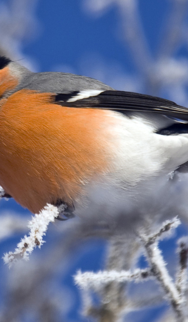 Снегирь на ветке