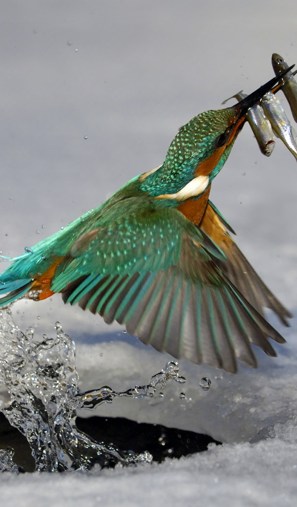 Обыкновенный зимородок