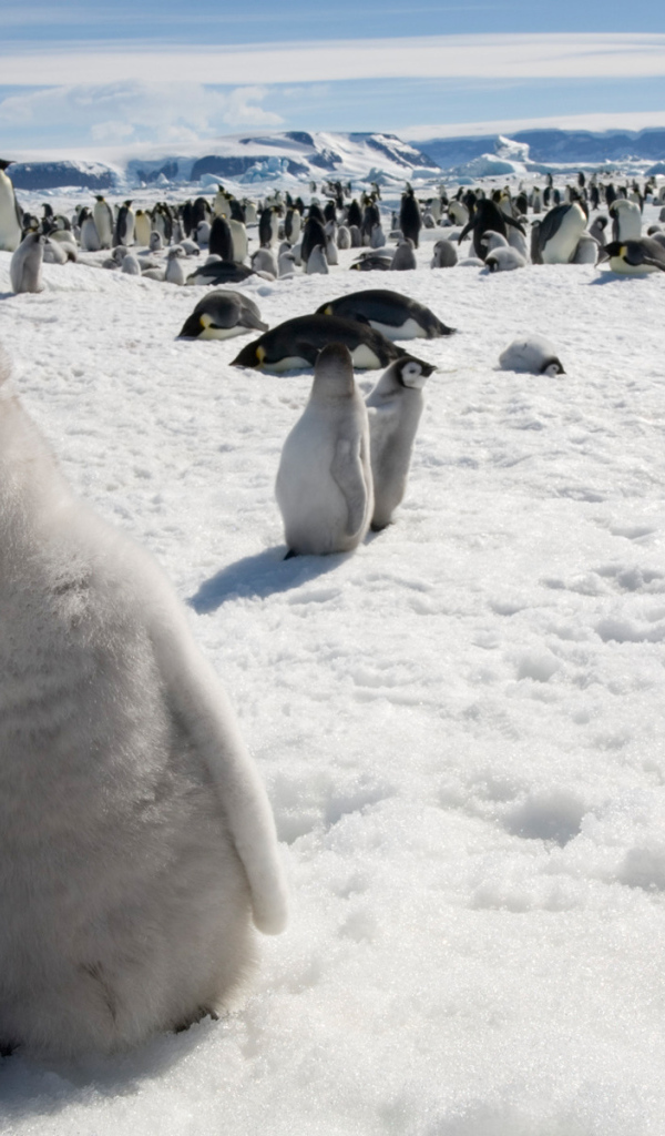 Любопытный пингвин