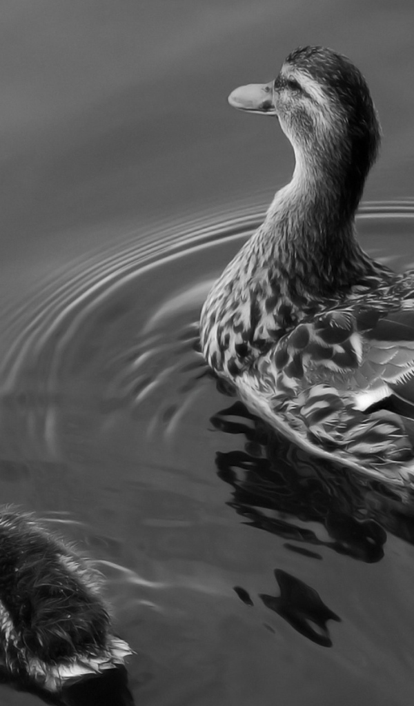 Утка и утенок