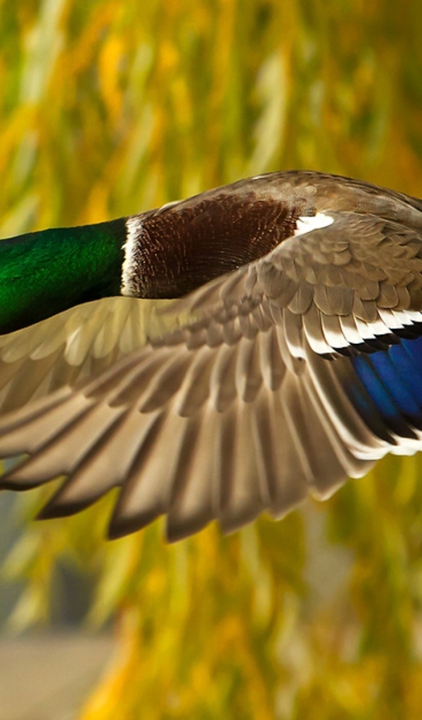 Утка в полете