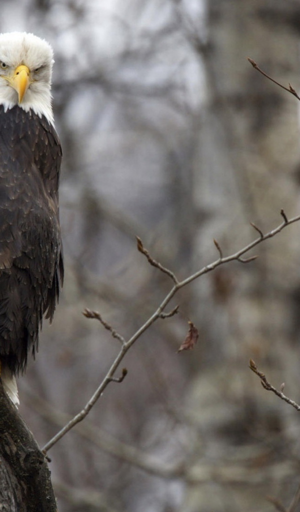 Орел на ветке