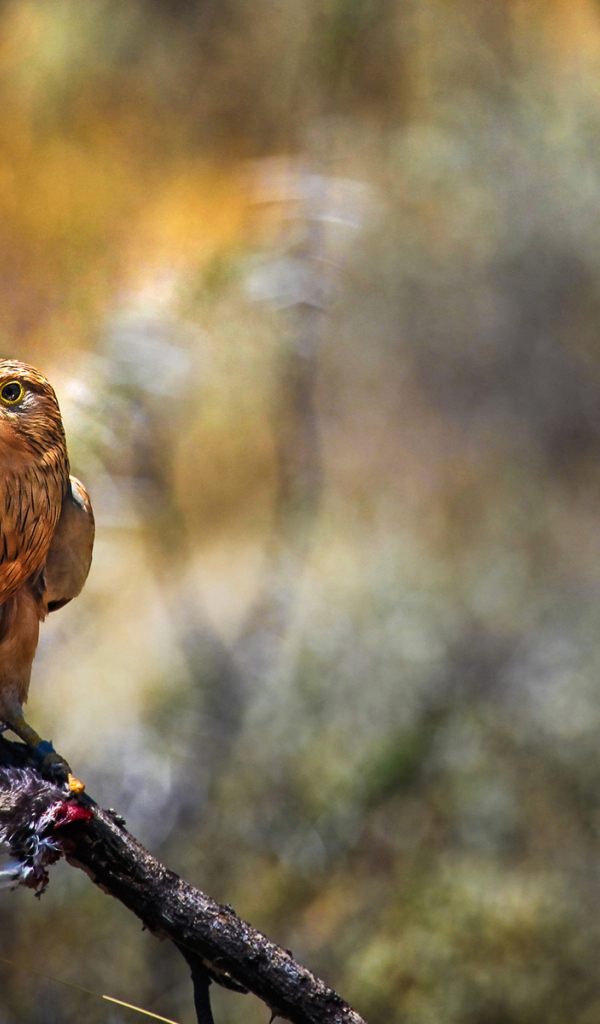 Сокол с добычей