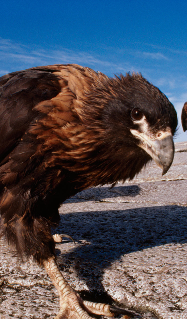 Семейство каракары