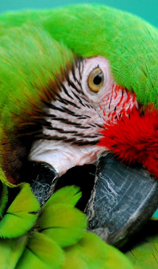 Зеленый попугай