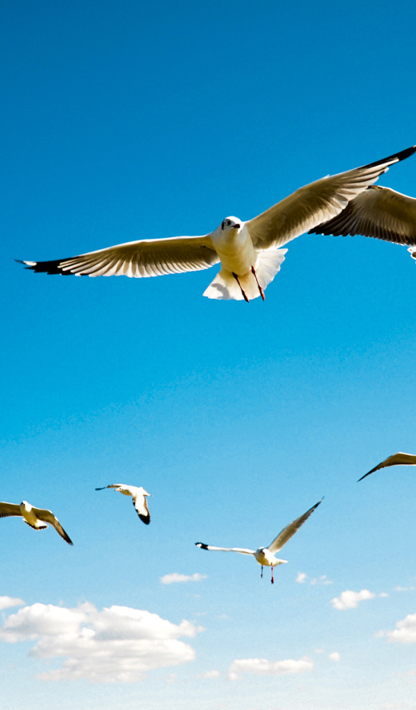 Чайки в небе