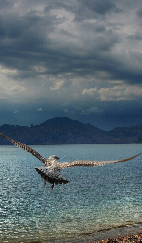 Расправив крылья