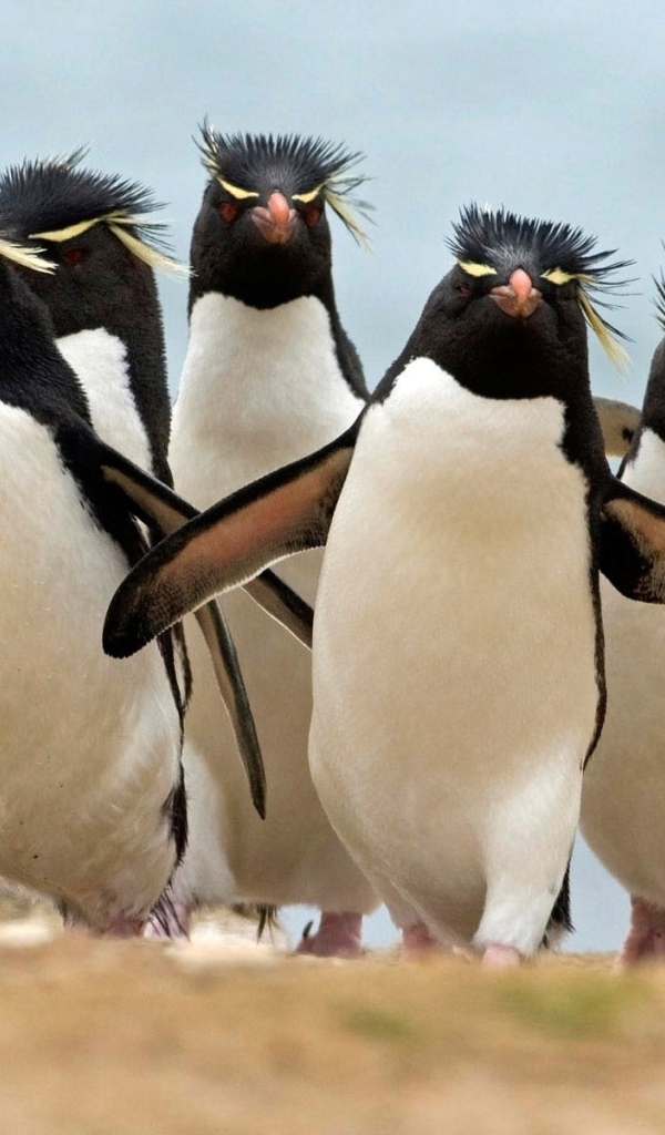 Королевские пингвины