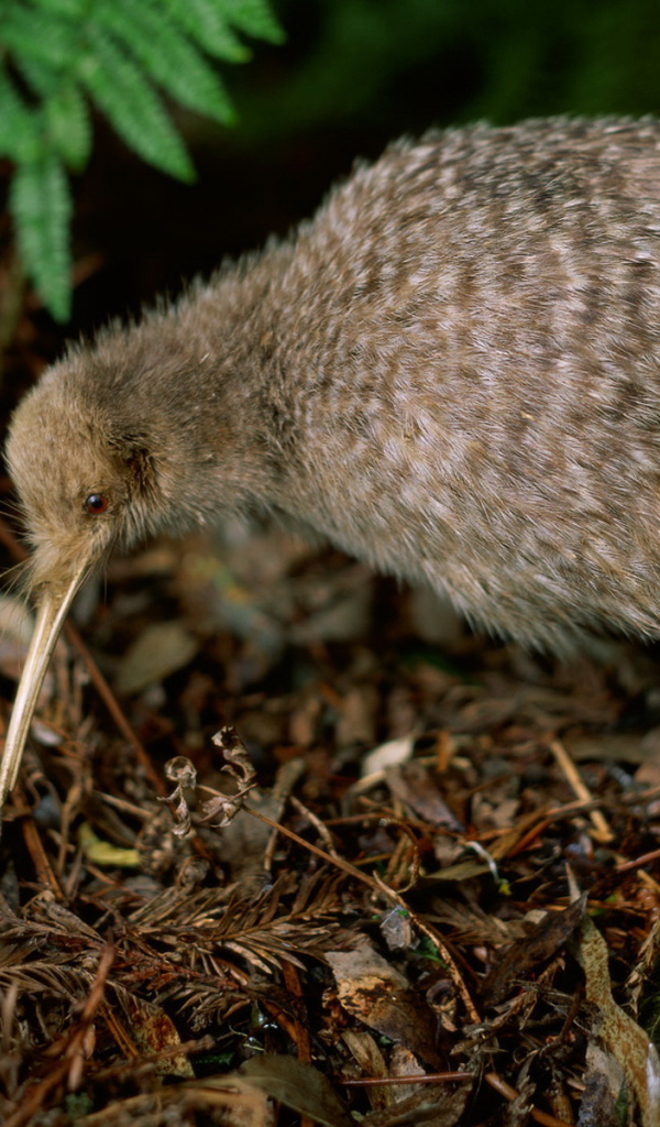 птичка Киви
