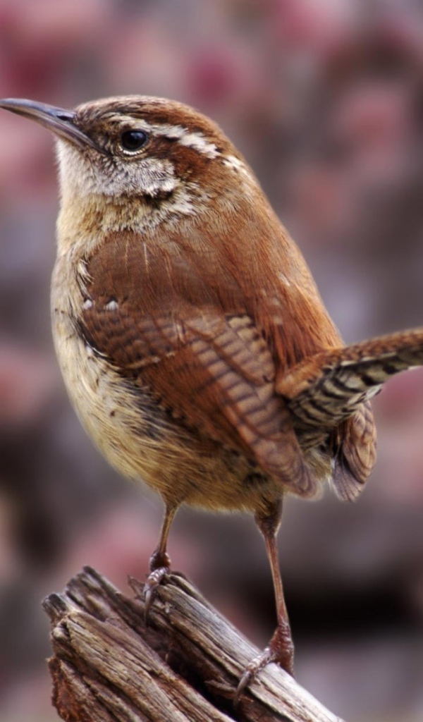 Маленькая птичка