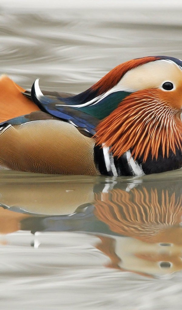 Мандаринка