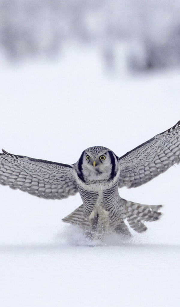 Сова на охоте