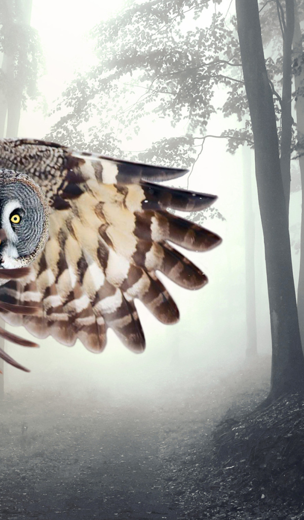 Сова в полете