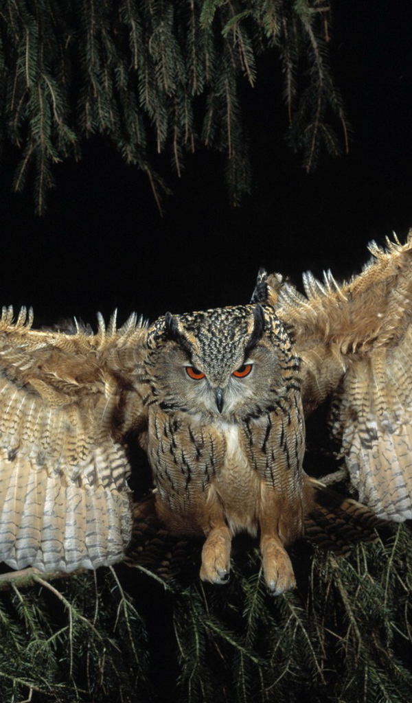 Филин в полете