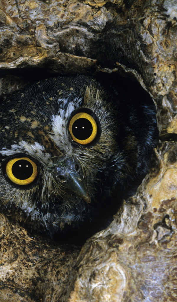 Сова в дупле