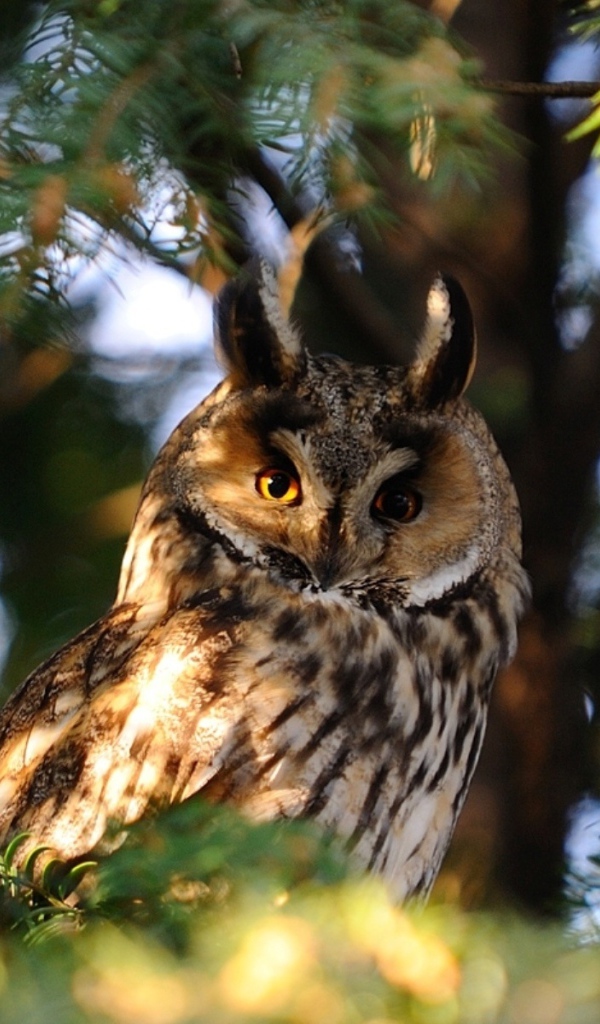 Сова на ветке