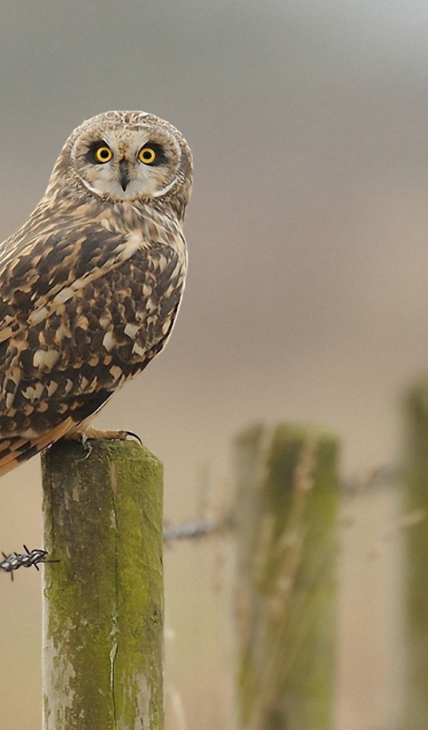 Сова на заборе