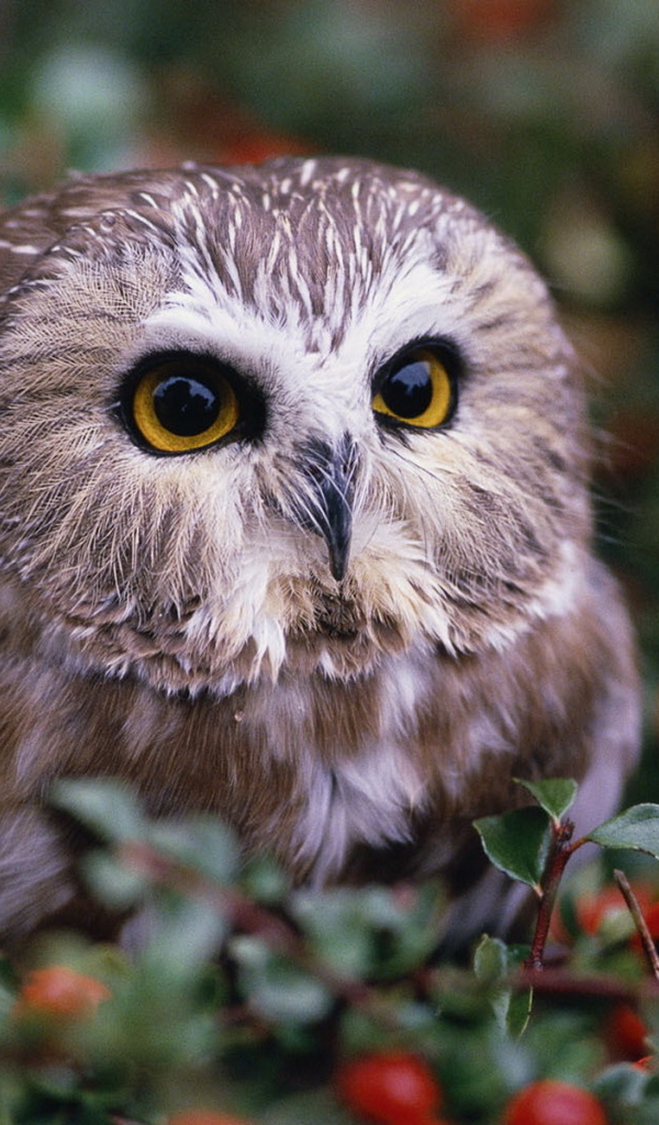 Совенок на кусту