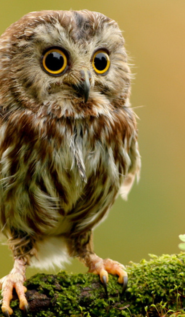 Совенок на ветке