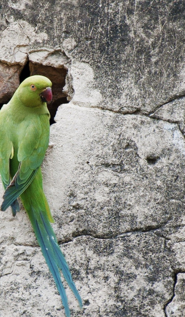 Попугай на стене