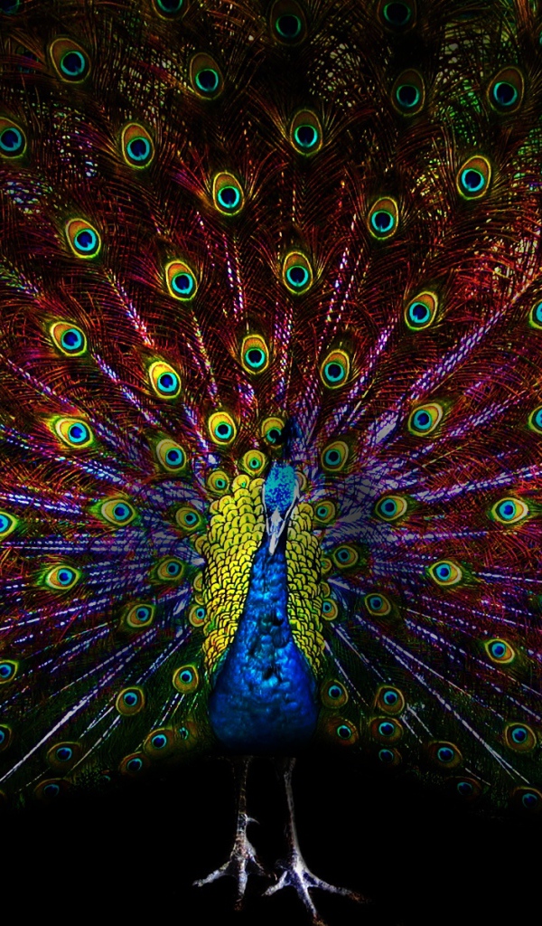 Павлин с ярким хвостом