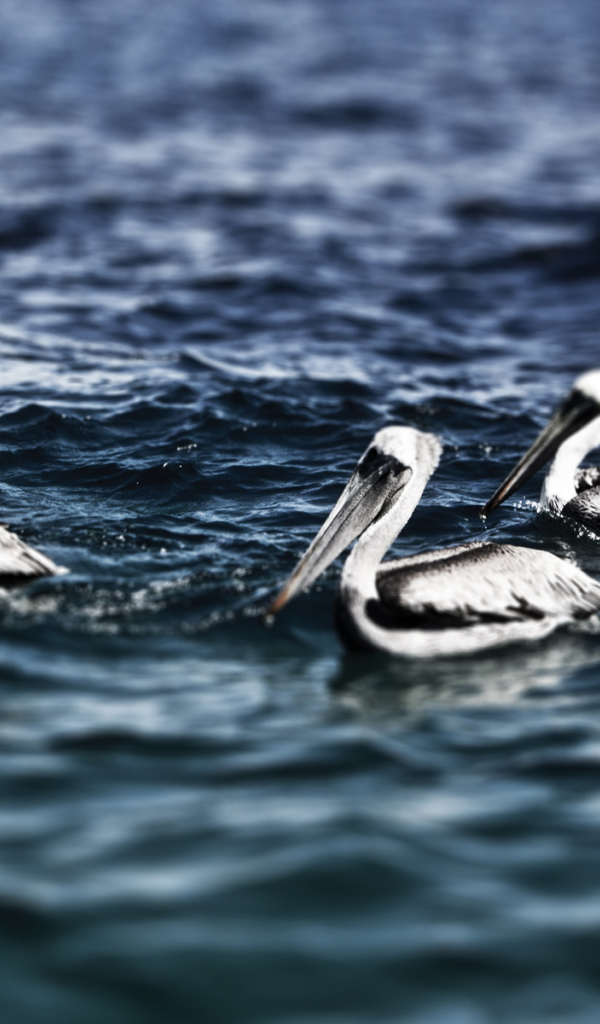Пеликаны на воде