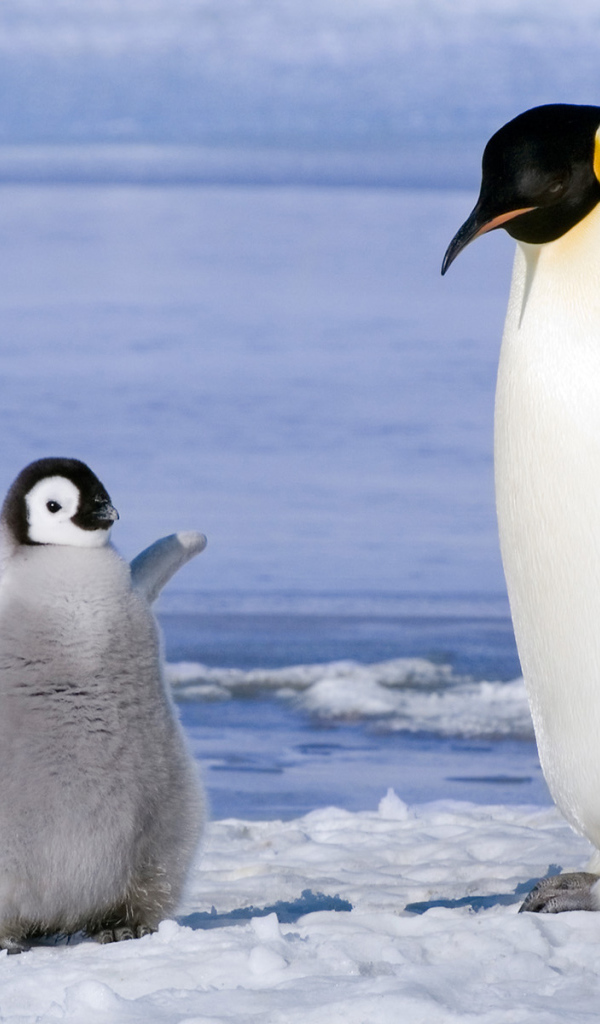 Пингвин и птенец