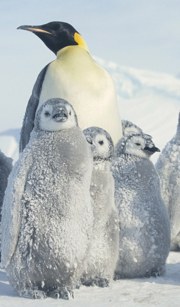 Пингвин и малыши