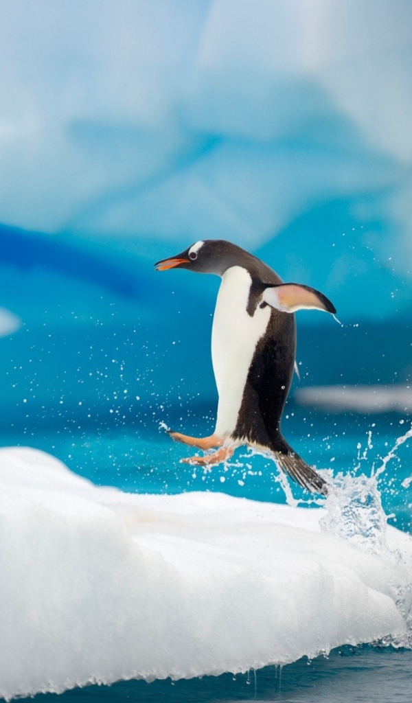 Пингвин в прыжке