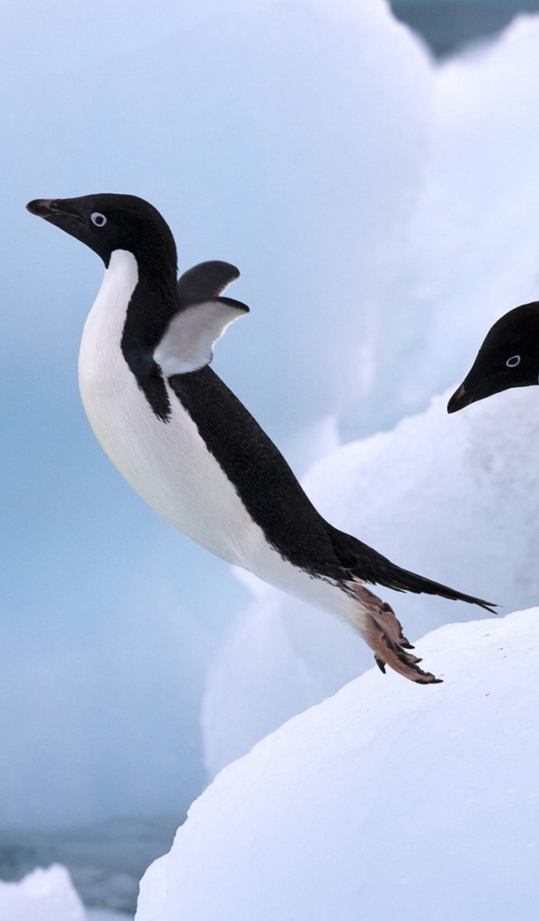 Пингвин в прыжке