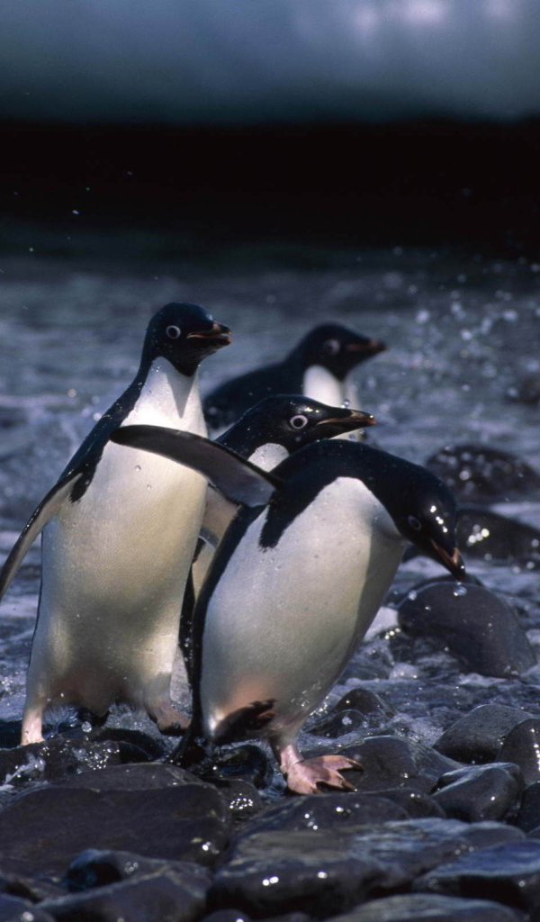 Пингвины на камнях