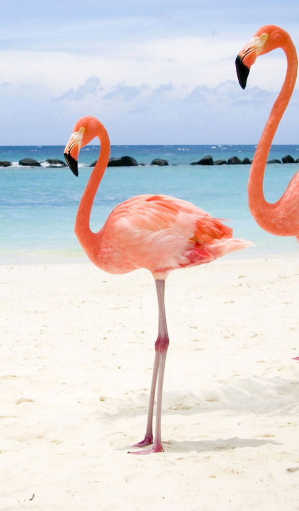 Розовый фламинго на берегу