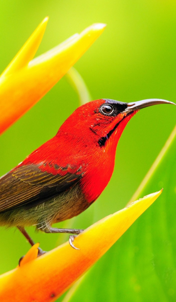 Красная птичка