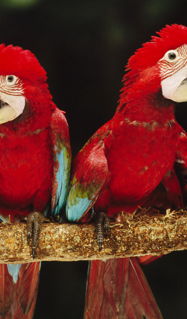 Красные ары