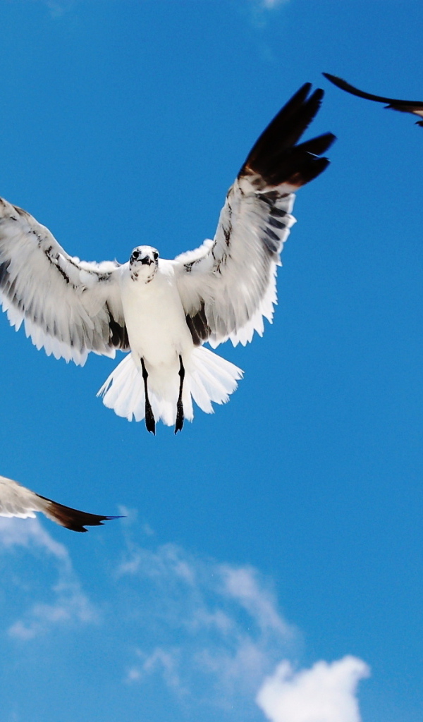 Морские чайки