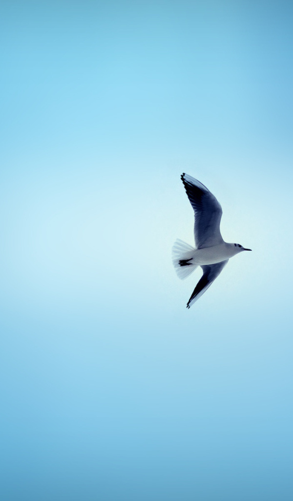 Чайка в небе