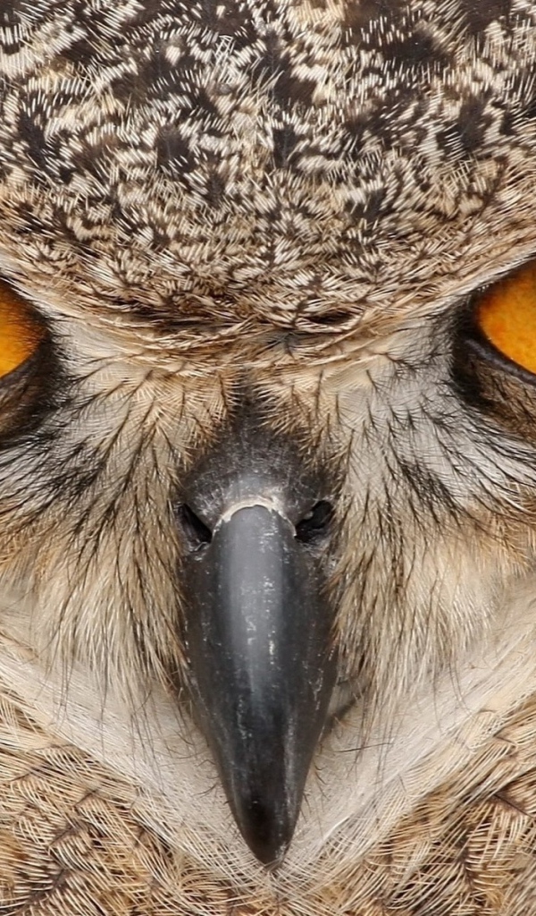 Взгляд хищника